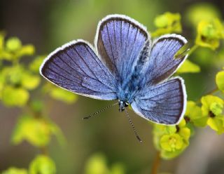 okgzl Gzel Mavi (Polyommatus bellis)