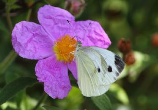 Kk Beyazmelek (Pieris rapae)