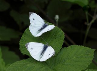 Kk Beyazmelek (Pieris rapae)