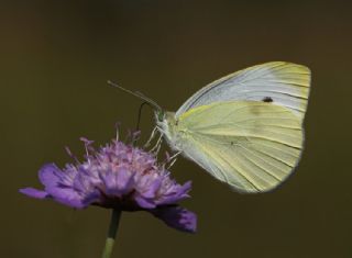 Kk Beyazmelek (Pieris rapae)