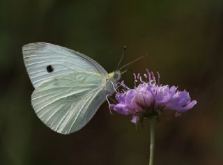 Kk Beyazmelek (Pieris rapae)