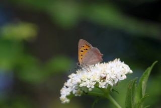 Benekli Bakr Gzeli (Lycaena phlaeas)