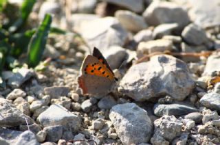 Benekli Bakr Gzeli (Lycaena phlaeas)