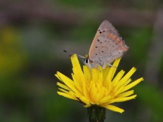 Benekli Bakr Gzeli (Lycaena phlaeas)