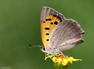 Benekli Bakr Gzeli (Lycaena phlaeas)