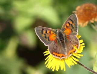 Benekli Bakr Gzeli (Lycaena phlaeas)