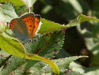 Byk Bakr Gzeli (Lycaena dispar)