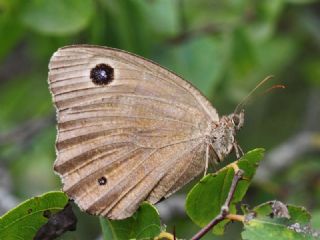 Kara Hayalet (Minois dryas)