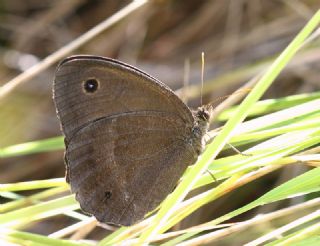 Kara Hayalet (Minois dryas)