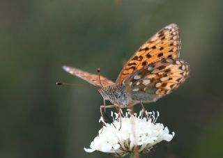 Gzel nci (Argynnis aglaja)