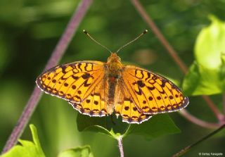 Gzel nci (Argynnis aglaja)