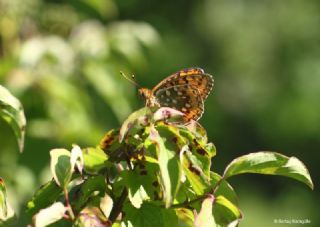 Gzel nci (Argynnis aglaja)