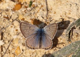 okgzl Balkan Mavisi (Aricia anteros )