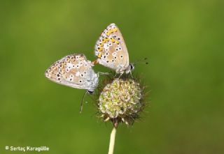 okgzl Balkan Mavisi (Aricia anteros )