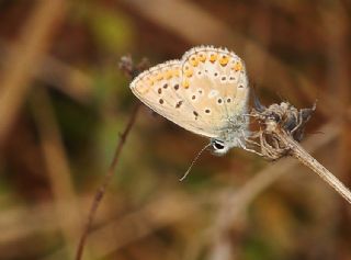 okgzl Balkan Mavisi (Aricia anteros )