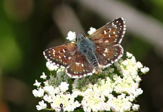 Kzl Zpzp (Spialia orbifer)