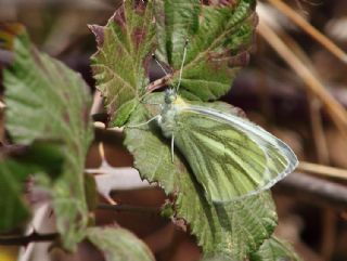 Yalanc Beyazmelek (Pieris pseudorapae)