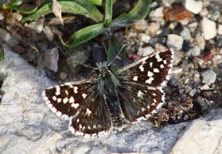 Ebegmeci Zpzp (Pyrgus malvae)