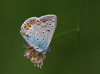 okgzl Meneke Mavisi (Polyommatus thersites)