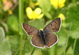 sli Bakr Gzeli (Lycaena tityrus)