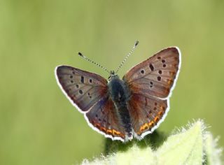 �sli Bak�r G�zeli&nbsp;(Lycaena&nbsp;tityrus)