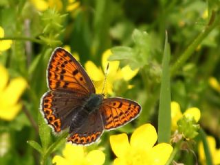 sli Bakr Gzeli (Lycaena tityrus)