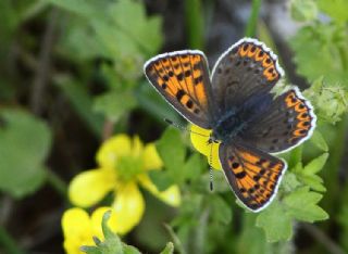 sli Bakr Gzeli (Lycaena tityrus)