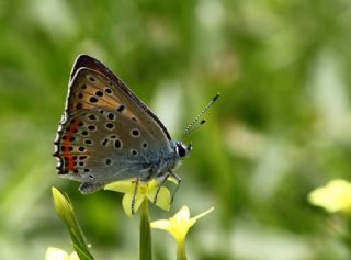 Byk Mor Bakr Gzeli (Lycaena alciphron)