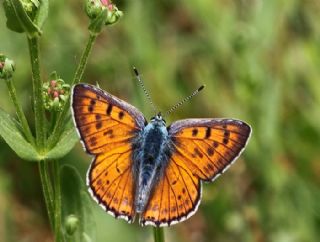 Byk Mor Bakr Gzeli (Lycaena alciphron)