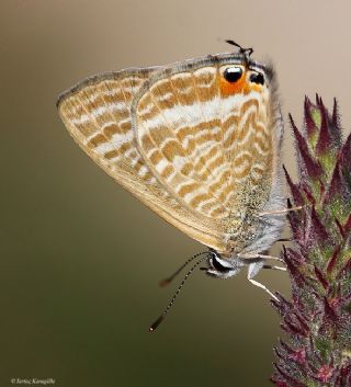 Lampides (Lampides boeticus)