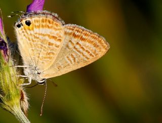 Lampides (Lampides boeticus)