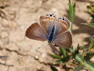 Lampides&nbsp;(Lampides&nbsp;boeticus)