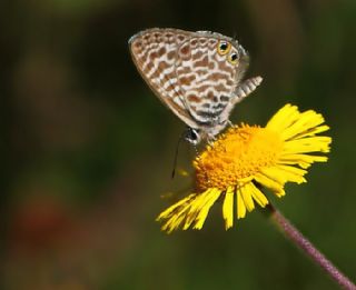 Mavi Zebra (Leptotes pirithous)