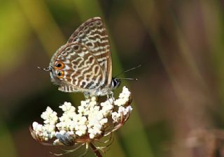 Mavi Zebra (Leptotes pirithous)