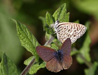 Mavi Zebra (Leptotes pirithous)