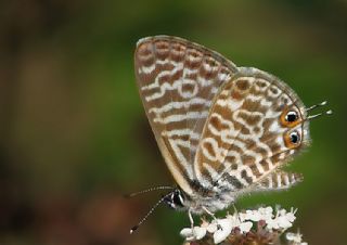 Mavi Zebra (Leptotes pirithous)