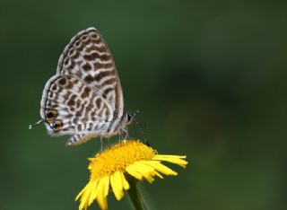 Mavi Zebra (Leptotes pirithous)