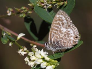 Mavi Zebra (Leptotes pirithous)