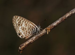 Mavi Zebra (Leptotes pirithous)