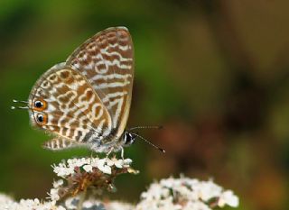 Mavi Zebra (Leptotes pirithous)