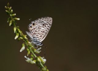 Mavi Zebra (Leptotes pirithous)