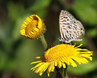 Mavi Zebra (Leptotes pirithous)