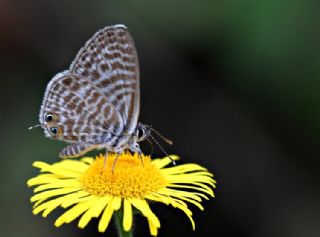 Mavi Zebra (Leptotes pirithous)