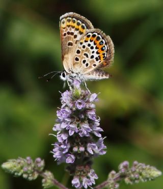 Gm Lekeli Esmergz (Plebejus argus)