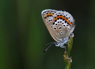 Gm Lekeli Esmergz (Plebejus argus)