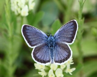 Gm Lekeli Esmergz (Plebejus argus)