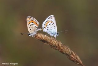 Gm Lekeli Esmergz (Plebejus argus)