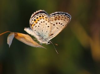 Gm Lekeli Esmergz (Plebejus argus)