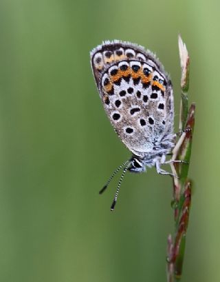 Gm Lekeli Esmergz (Plebejus argus)