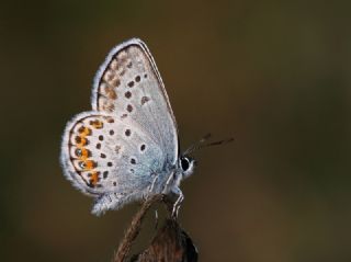 Gm Lekeli Esmergz (Plebejus argus)